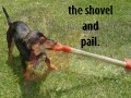 When Doxies Get Bored...
