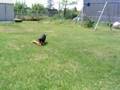 When Doxies Get Bored...