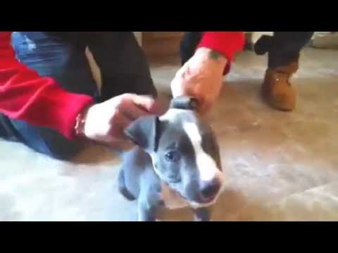 how to administer kennel-jec 2