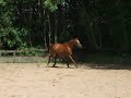 Platinum jetstrike - Loose Schooling over a fence