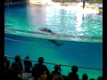 Baltimore Dophin Show