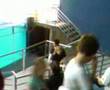 Baltimore Dophin Show 