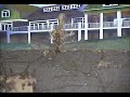 Live Termite Footage From The Termite Cam