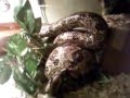 videos de red tail boa????