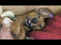 Freaky dog nightmare! Sleep barking