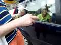 videos de scared by a cavallet