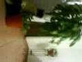 videos de PINCHE PEDOTE¡¡¡ GPK.3GP