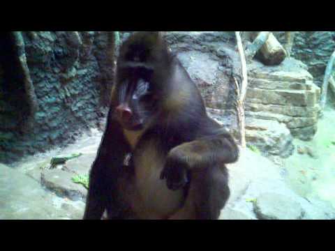 mandril