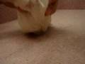 videos de 11/19瑪爾濟斯 Maltese -母幼犬-日新犬舍