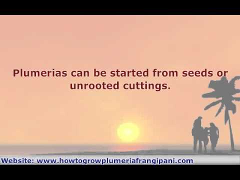 how to care plumeria plant