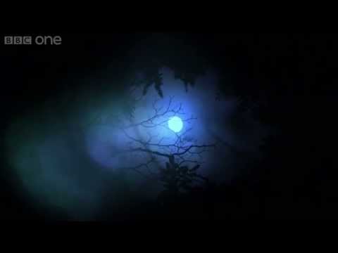 Midnight Feast - 24 Hours on Earth: Preview - BBC One