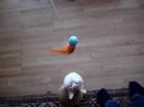 jump! (=^..^=)