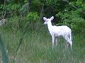 White deer