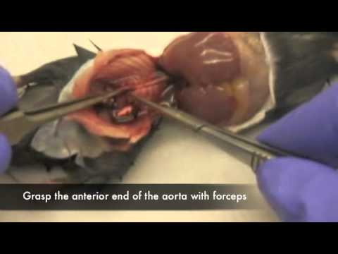 how to isolate mouse aorta