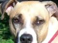 Kobe Woof Productions Presents BELIEVE