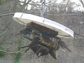 bushtits-at-suet.html