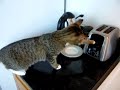 Scared Cats, kittens, frightened and on the prowl
