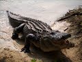 puff-the-magic-dragon.html
