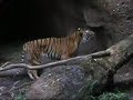 Malasian Tiger Nuzzling Log