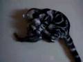 videos de nicole vs nini#2