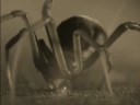 The 3D Trap of Redback Spider (Latrodectus hasselti) The 3D Trap of Redback Spider (Latrodectus hasselti)