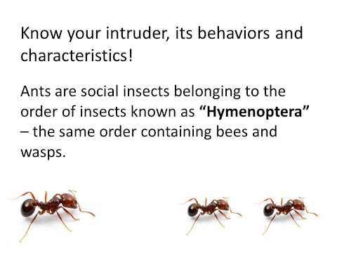 how to get rid of flying ants