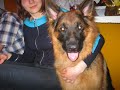 Nero, m�j piesek. Owczarek NIemiecki