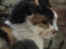 Mischa