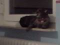 Die Killer Katze Part2