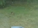 Marvin, Lewis and Cinders vs. The Squirrel