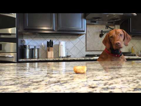 YouTube: la desesperada odisea de un perro por un bocadillo