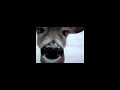 un chevreuil qui embrace la camera