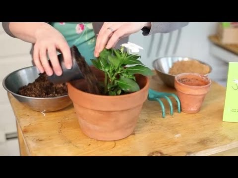 how to transplant potted plants