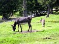 Little Donkey (few hrs old) / Kleiner Baby Esel Little Donkey (few hrs old) / Kleiner Baby Esel