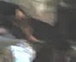 Zoofilia-niko-s-dog-