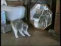 Cat Bloopers 2