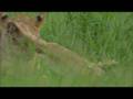 Lion games before the hunt 