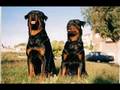 ROTTWEILERS CRON Y BRUJA