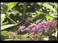Hummingbird Up Close Hummingbird Up Close