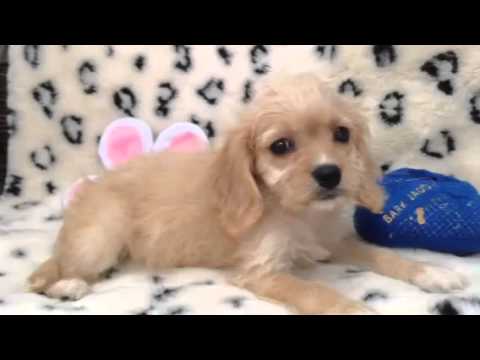 An Affectionate, Loving, And Adorable Cavachon