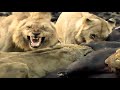 Ultimate Family of Big Cats Lion Tiger Cheetah Jaguar (HD) EPIC Fight to Save-Himanshu Singh Gurjar