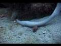Unknown Sea Creature Filmed Off Florida Coast!
