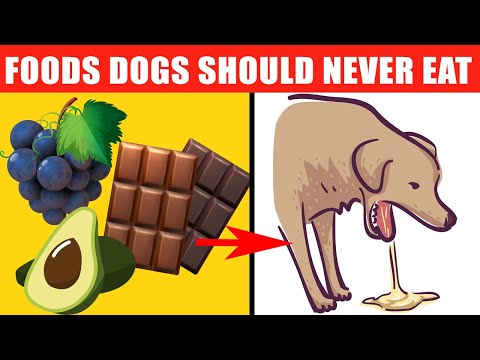 Dangerous Foods Your Dog Should Never Eat