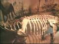Colossal Fossils