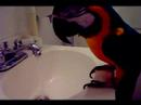 Byrd playing in the bathroom sink