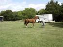 Dakota 16.3H Warmblood Dakota 16.3H Warmblood