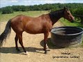 Chevaux et poneys du centre �questre de la coquelini�re