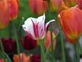 Keukenhof Flower show near Amsterdam- a music video