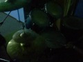 ETERNO - Camino Suicida (Drummer)