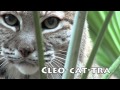 BOBCATS of Big Cat Rescue